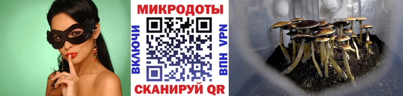 Галлюциногенные грибы Psilocybine cubensis  купить  сайты  Камызяк 